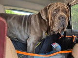 5 chiots Cane Corso LOF disponibles à la vente