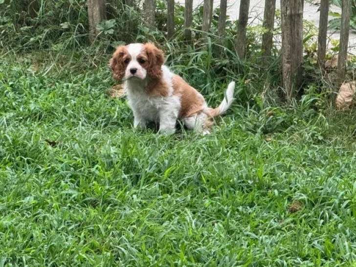 À vendre, des chiots femelles Cavaliers King Charles LOF