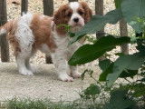 À vendre, des chiots femelles Cavaliers King Charles LOF