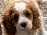 À vendre, des chiots femelles Cavaliers King Charles LOF