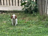 À vendre, des chiots femelles Cavaliers King Charles LOF
