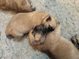 Femelle sable