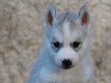 Chiots Husky de Sibérie LOF à vendre, 4 mâles et 1 femelle