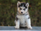 Chiots Husky de Sibérie LOF à vendre, 4 mâles et 1 femelle