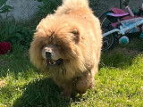 Chow Chow femelle crème née en décembre 2020 à vendre, très sociable et calme