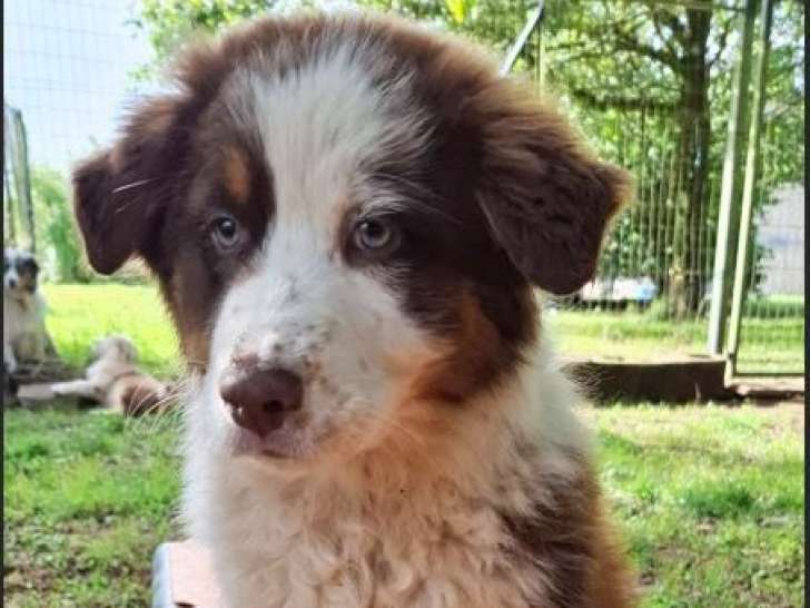 Réservation ouverte pour 5 chiots Berger Australien LOF mâles et femelles à réserver