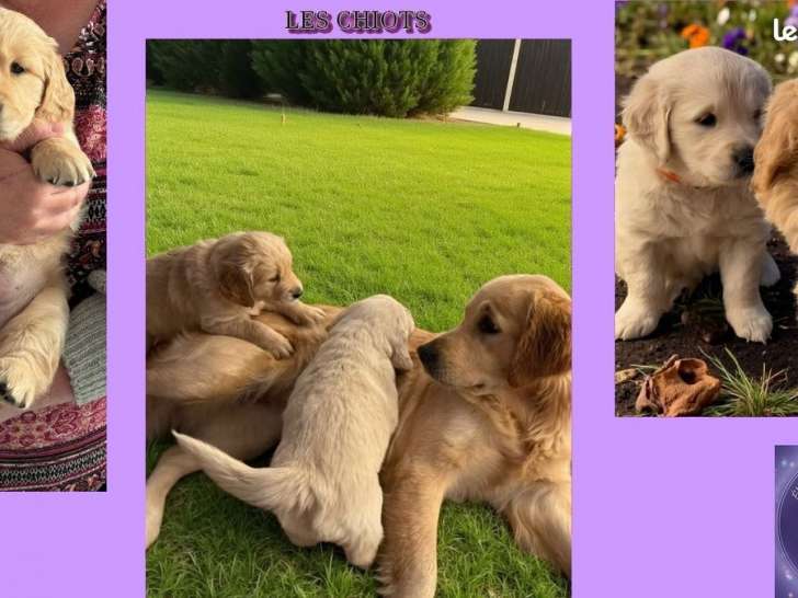6 Chiots Golden Retriever mâles et femelles couleur variée, nés en 2025, à réserver, LOF