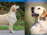 6 Chiots Golden Retriever mâles et femelles couleur variée, nés en 2025, à réserver, LOF