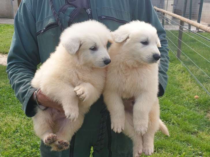 Mise en vente de 6 chiots Berger Blanc Suisse LOF mâles et femelles nés le 27 juillet 2025