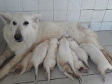 Mise en vente de 6 chiots Berger Blanc Suisse LOF mâles et femelles nés le 27 juillet 2025