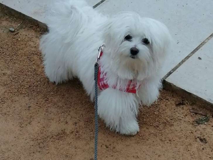 5 chiots Bichon Maltais  à vendre, mâles et femelles blanc nés en mai 2025, LOF
