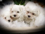 5 chiots Bichon Maltais  à vendre, mâles et femelles blanc nés en mai 2025, LOF