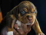 Chiots American Bully XL à vendre