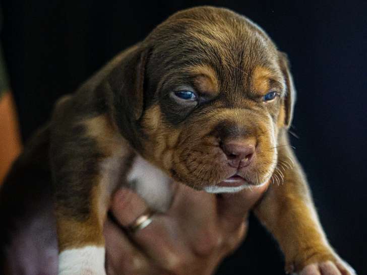 Chiots American Bully XL à vendre
