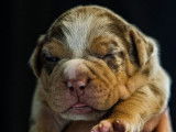 Chiots American Bully XL à vendre