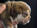 Chiots American Bully XL à vendre