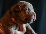Chiots American Bully XL à vendre