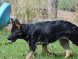 2 chiots femelles Berger Allemand noir et feu, LOF nées en avril 2025 disponibles à la vente
