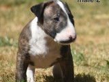 2 chiots Bull Terrier mâles, blanc et bringé de juillet 2025 à vendre, LOF