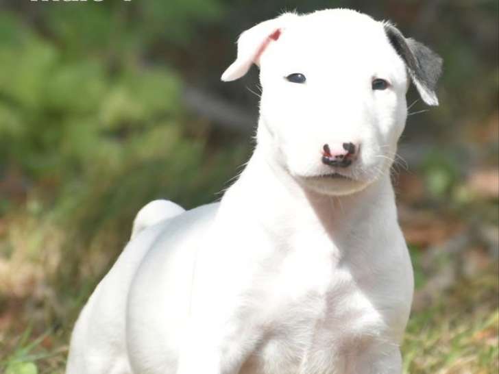 2 chiots Bull Terrier mâles, blanc et bringé de juillet 2025 à vendre, LOF