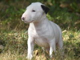 2 chiots Bull Terrier mâles, blanc et bringé de juillet 2025 à vendre, LOF
