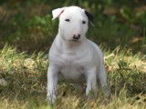 2 chiots Bull Terrier mâles, blanc et bringé de juillet 2025 à vendre, LOF