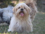 1 chiot Lhassa Apso mâle blanc et fauve, LOF de février 2025 disponible à la vente