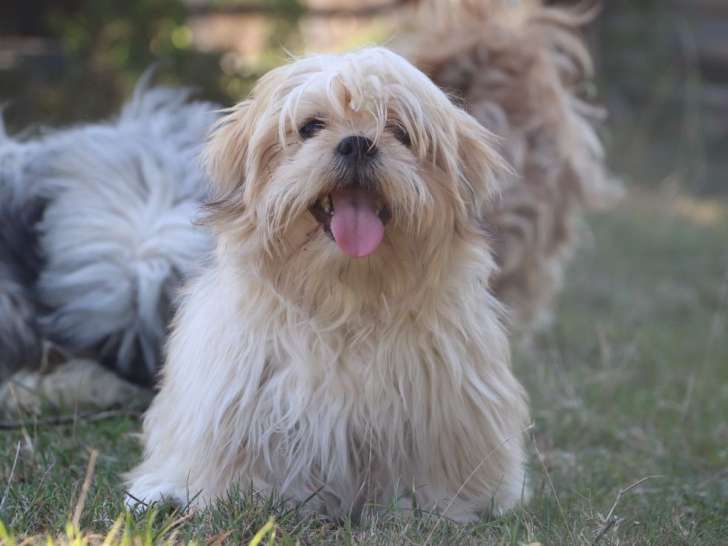 1 chiot Lhassa Apso mâle blanc et fauve, LOF de février 2025 disponible à la vente