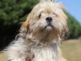 1 chiot Lhassa Apso mâle, Alfred, beige et blanc, LOF disponible