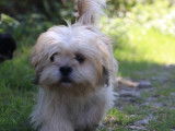 1 chiot Lhassa Apso mâle, Alfred, beige et blanc, LOF disponible