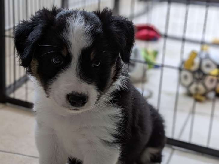 Chiot mâle Border Collie à vendre