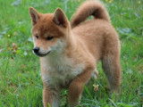 1 chiot Shiba Inu mâle, roux clair né en juin 2025 à vendre