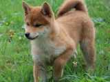 1 chiot Shiba Inu mâle, roux clair né en juin 2025 à vendre