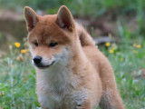 1 chiot Shiba Inu mâle, roux clair né en juin 2025 à vendre