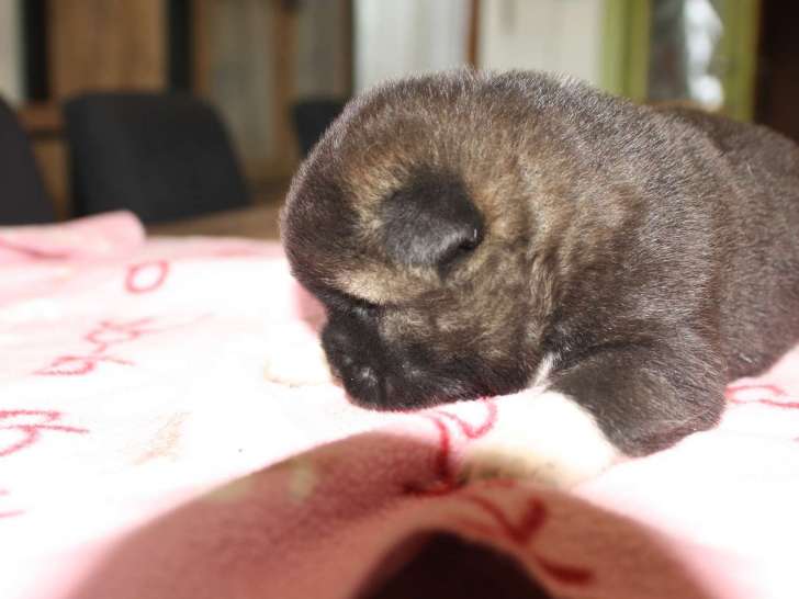 Chiots Akita Américain avec pedigree à vendre