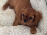 3 chiots femelles Cavalier King Charles Ruby de juin 2025, LOF mis en vente