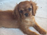 3 chiots femelles Cavalier King Charles Ruby de juin 2025, LOF mis en vente