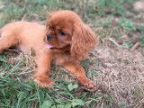 3 chiots femelles Cavalier King Charles Ruby de juin 2025, LOF mis en vente