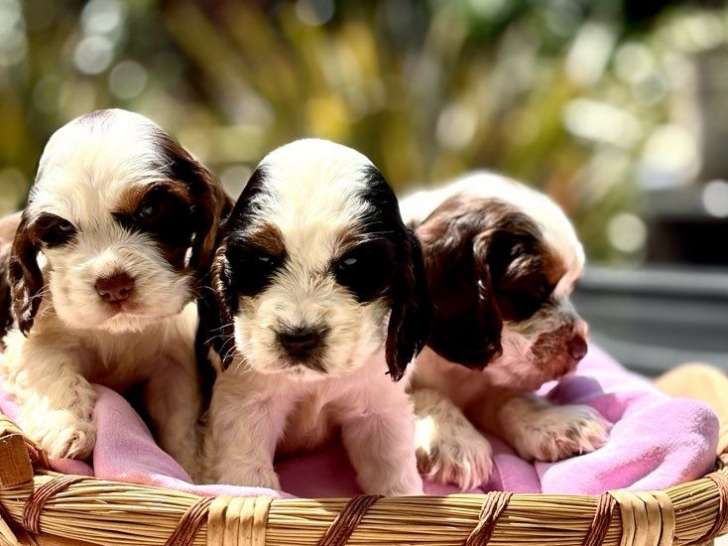 Chiots Cocker Anglais mâles et femelles à vendre, LOF, nés en mai 2025