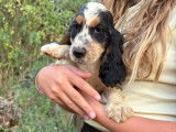 Chiots Cocker Anglais mâles et femelles à vendre, LOF, nés en mai 2025