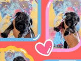 7 chiots Schnauzers Nains poivre et sel LOF à acheter
