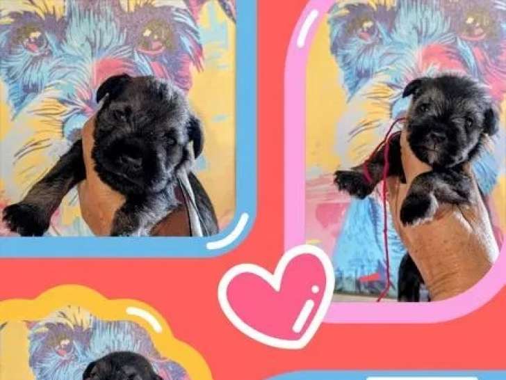 7 chiots Schnauzers Nains poivre et sel LOF à acheter