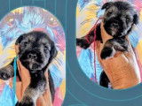 7 chiots Schnauzers Nains poivre et sel LOF à acheter