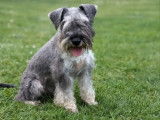 7 chiots Schnauzers Nains poivre et sel LOF à acheter