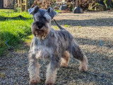 7 chiots Schnauzers Nains poivre et sel LOF à acheter