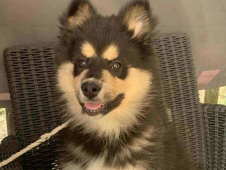 Mise en vente de 2 chiots mâles Finnois de Laponie, LOF, nés en mai 2025