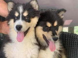 Mise en vente de 2 chiots mâles Finnois de Laponie, LOF, nés en mai 2025