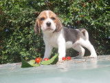 Des chiots Beagles LOF à vendre