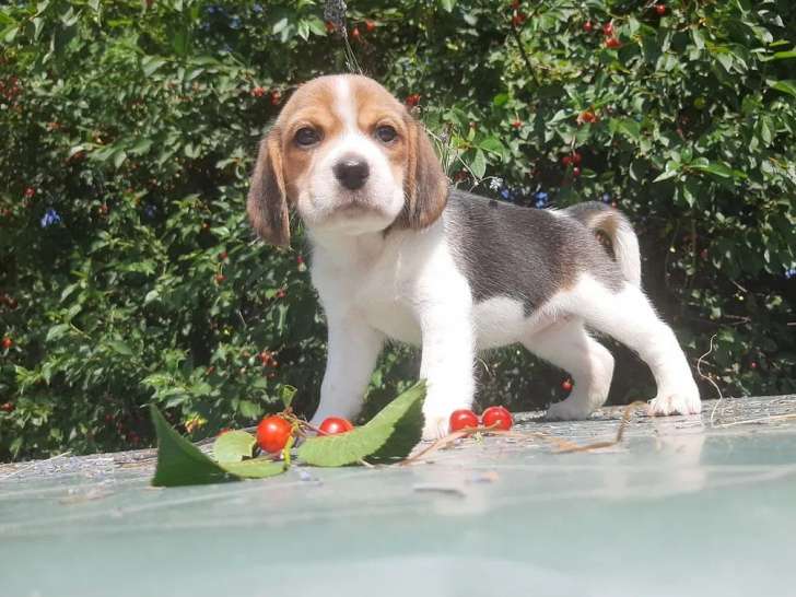 Des chiots Beagles LOF à vendre