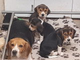 À vendre des chiots Beagles (LOF)